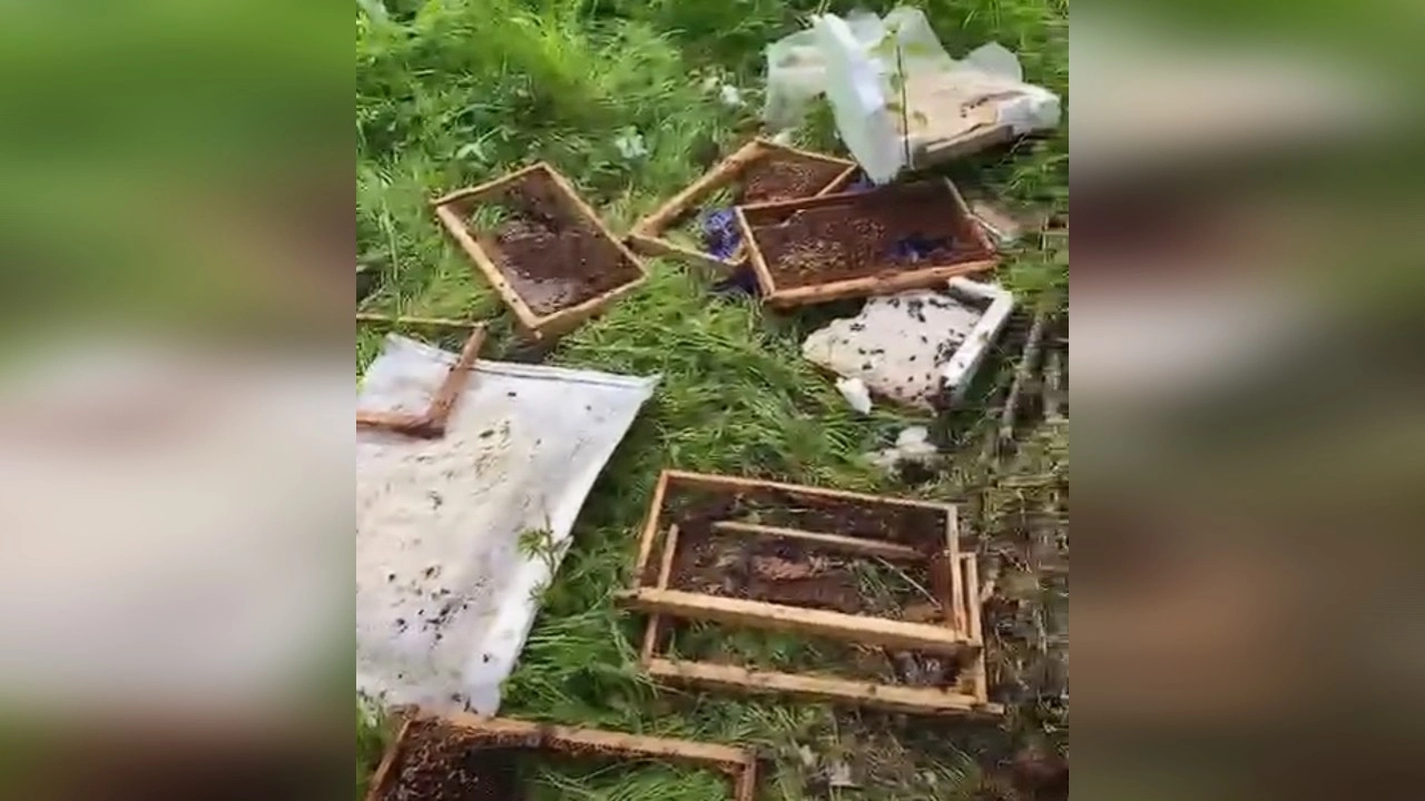A&ccedil; kalan ayılar k&ouml;ye indi, 15 kovanı par&ccedil;aladı!